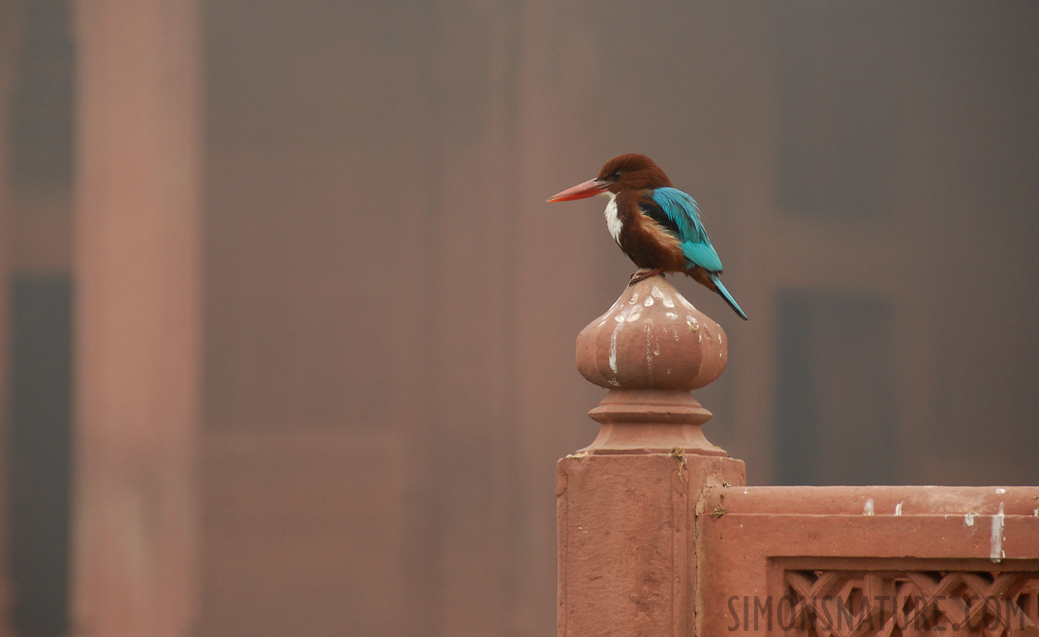 Halcyon smyrnensis smyrnensis [200 mm, 1/160 Sek. bei f / 6.3, ISO 250]